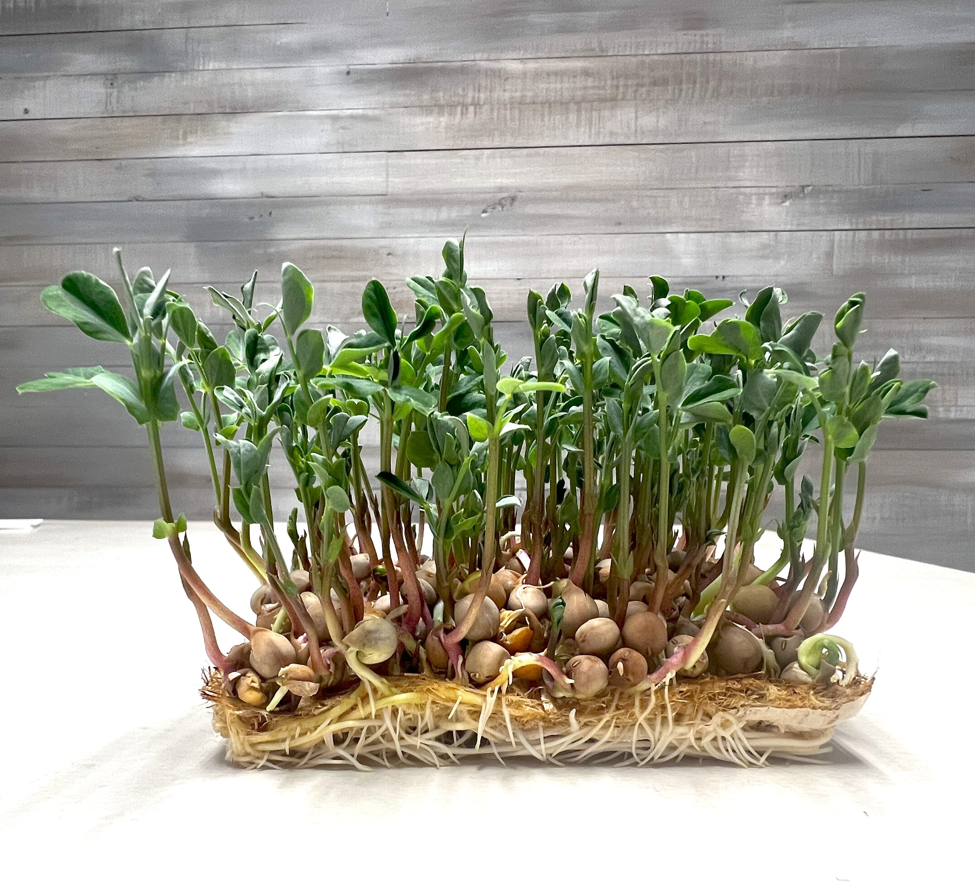 5x5 Grow Mats - Image 2