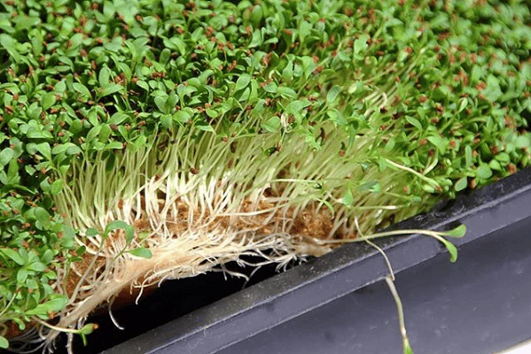 1020 Grow Mats - Image 2