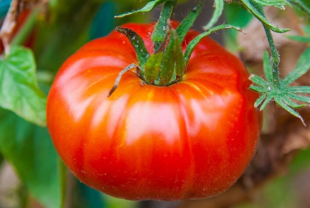 Abe Lincoln Tomato