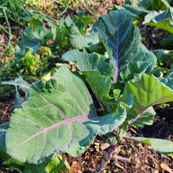 Alabama Blue Collards