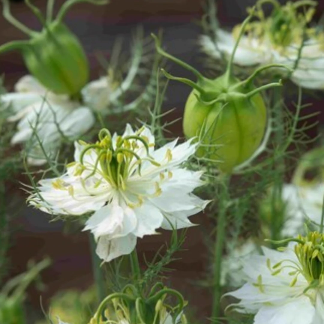Albion Green Pod Nigella (Love in a Mist) - Image 2
