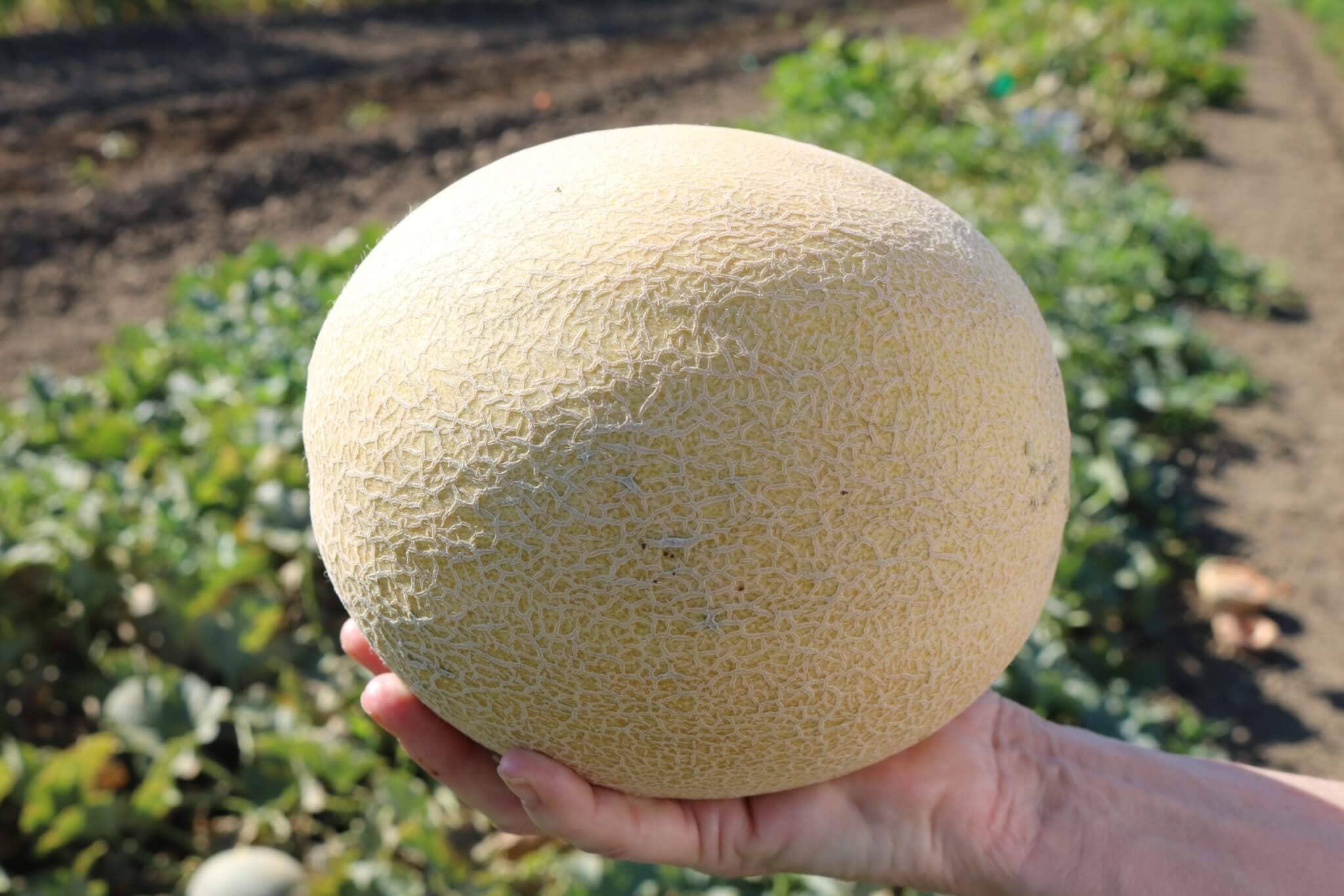 Ambrosia Hybrid Cantaloupe F1 - Image 3