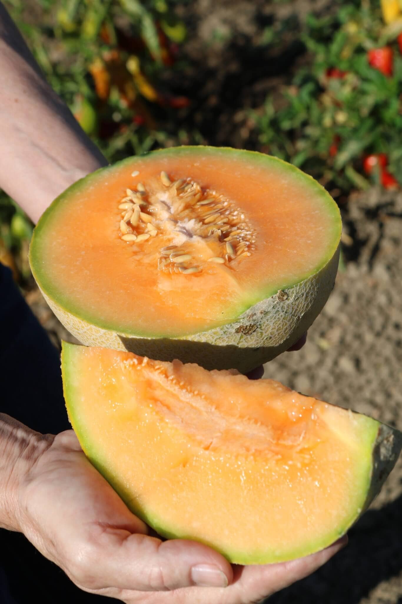 Ambrosia Hybrid Cantaloupe F1 - Image 4