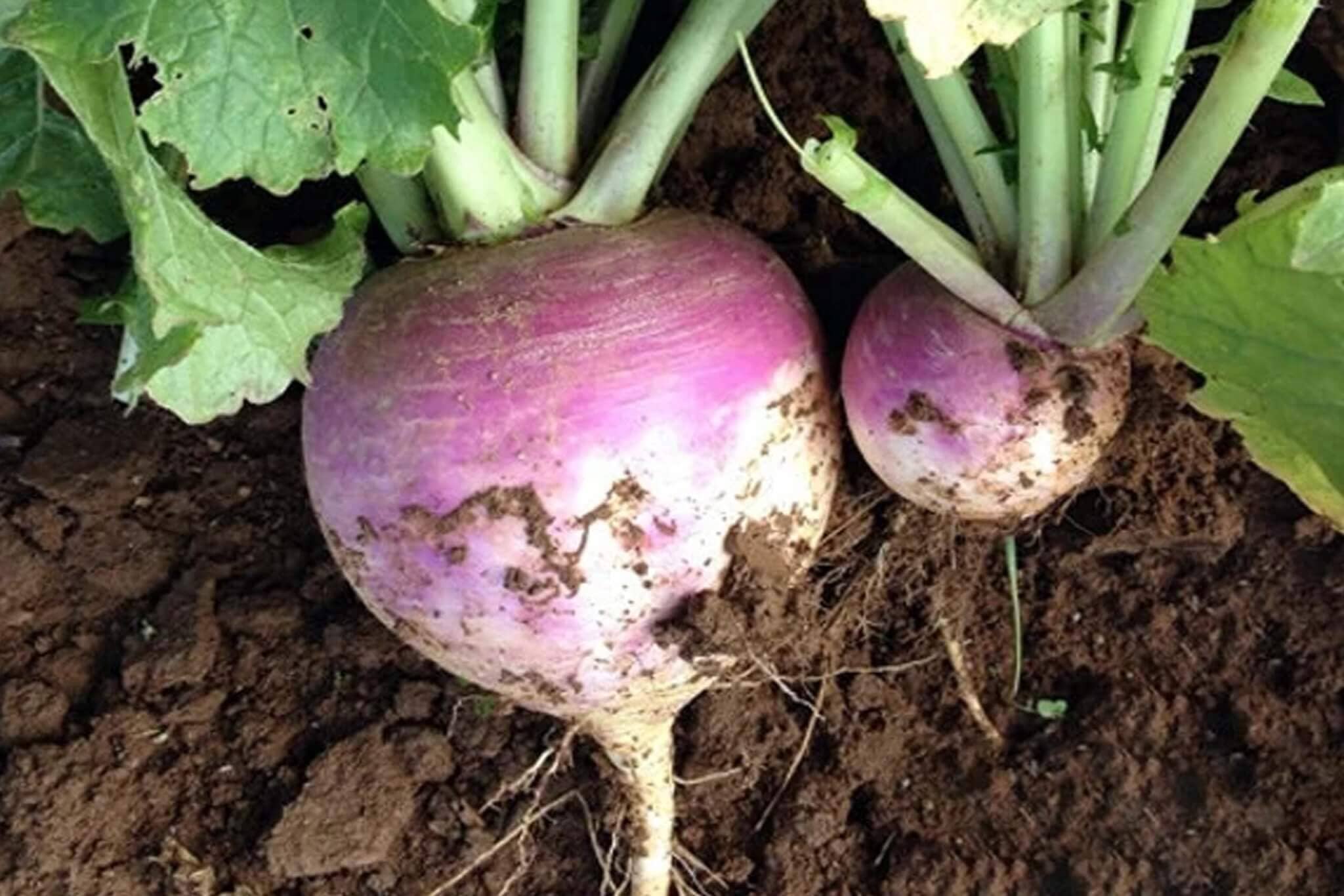 American Purple Top Rutabaga