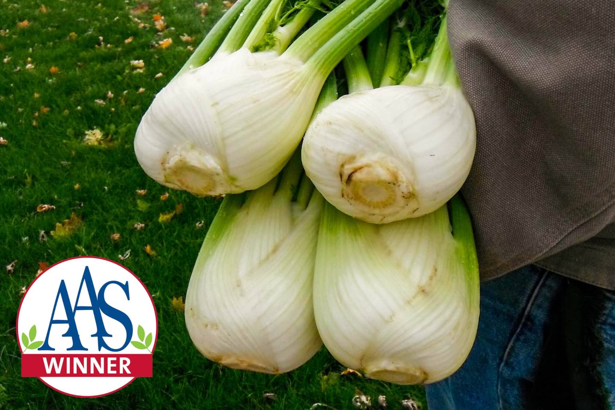 Antares Hybrid Fennel F1 - Image 3
