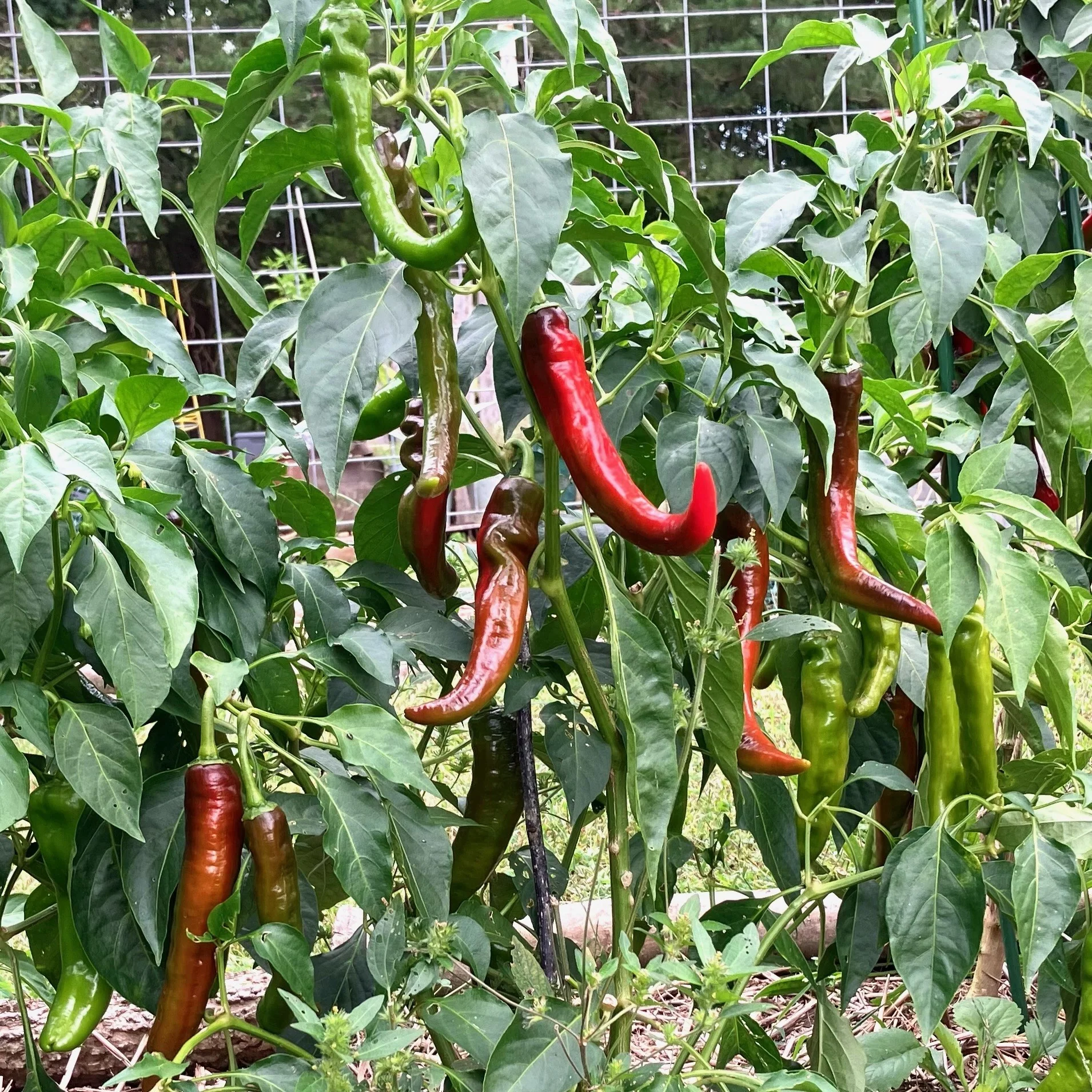 Arapaho Hybrid Cayenne Pepper F1