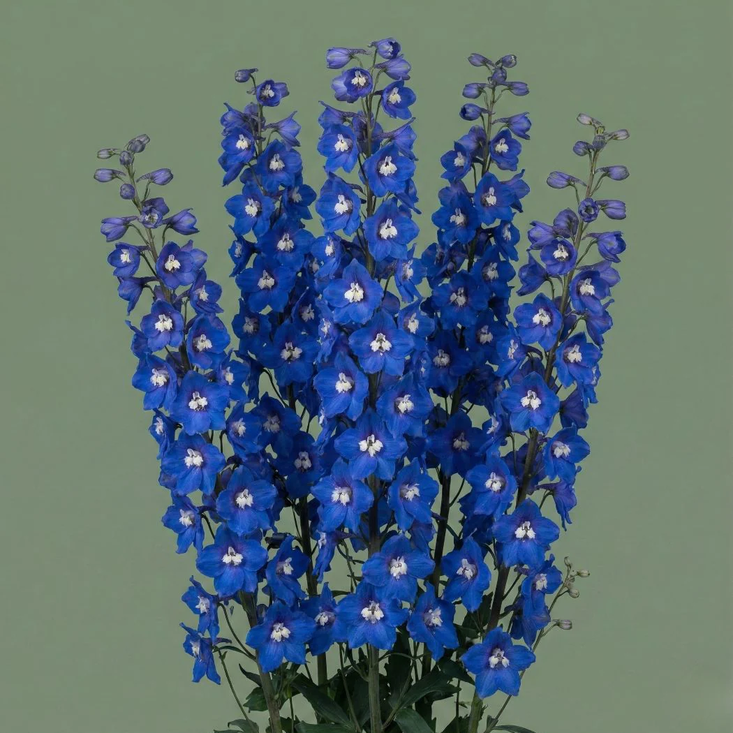 Aurora Blue Delphinium