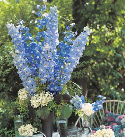 Aurora Blue Delphinium - Image 4