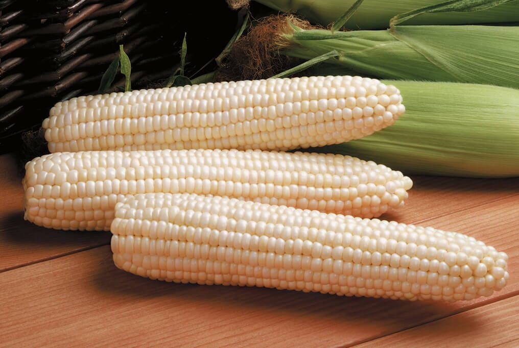 Avalon Hybrid Sweet Corn F1