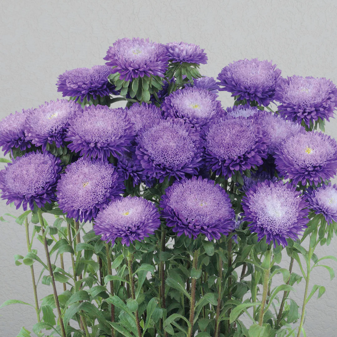 Azumi XL Blue Aster