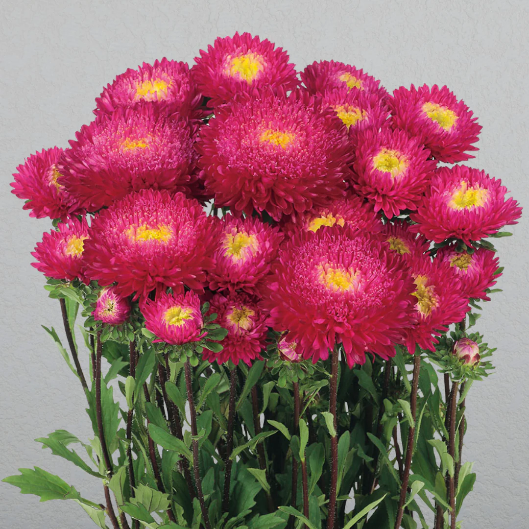 Azumi XL Rose Aster