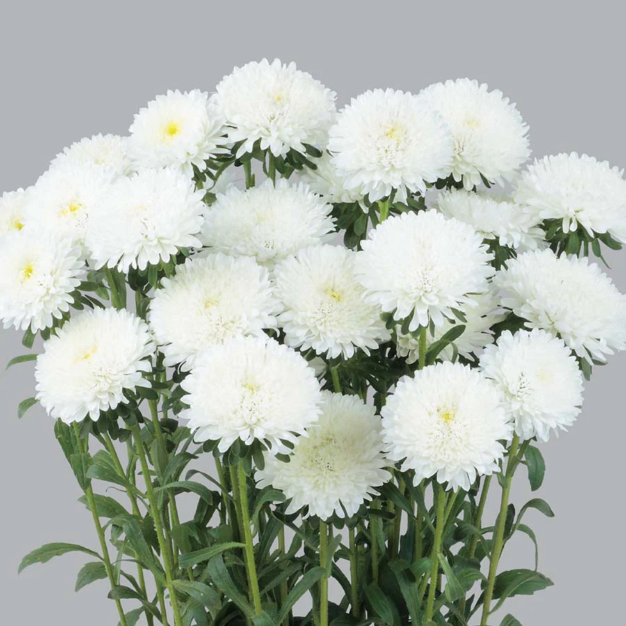 Azumi XL White Aster