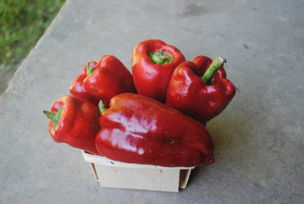 Beaver Dam Pepper