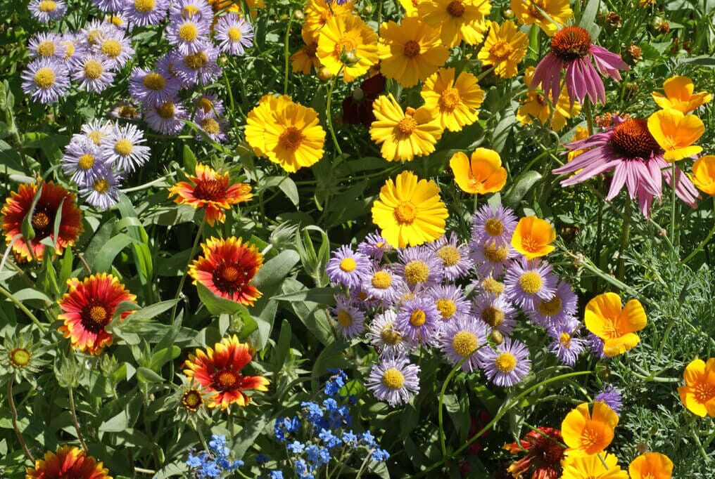 Bee Feed Wildflower Mix - Image 2
