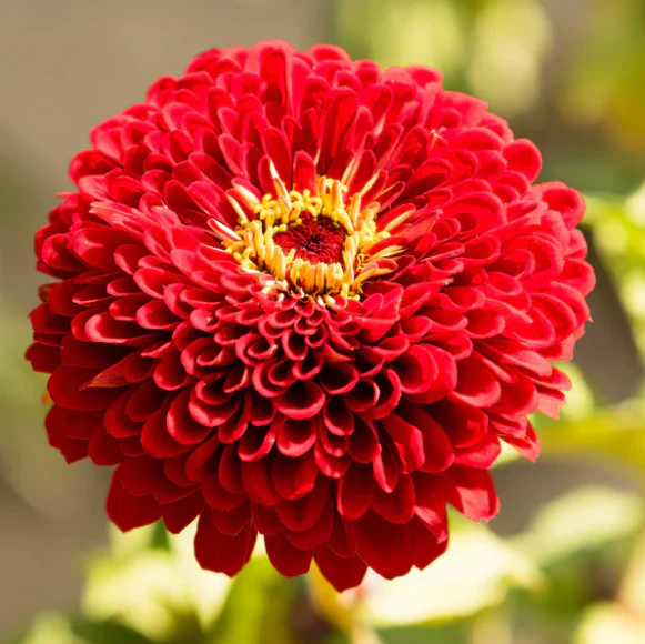 Benary's Giant Scarlet Zinnia