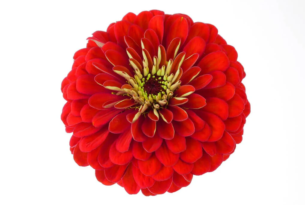 Benary's Giant Scarlet Zinnia - Image 2