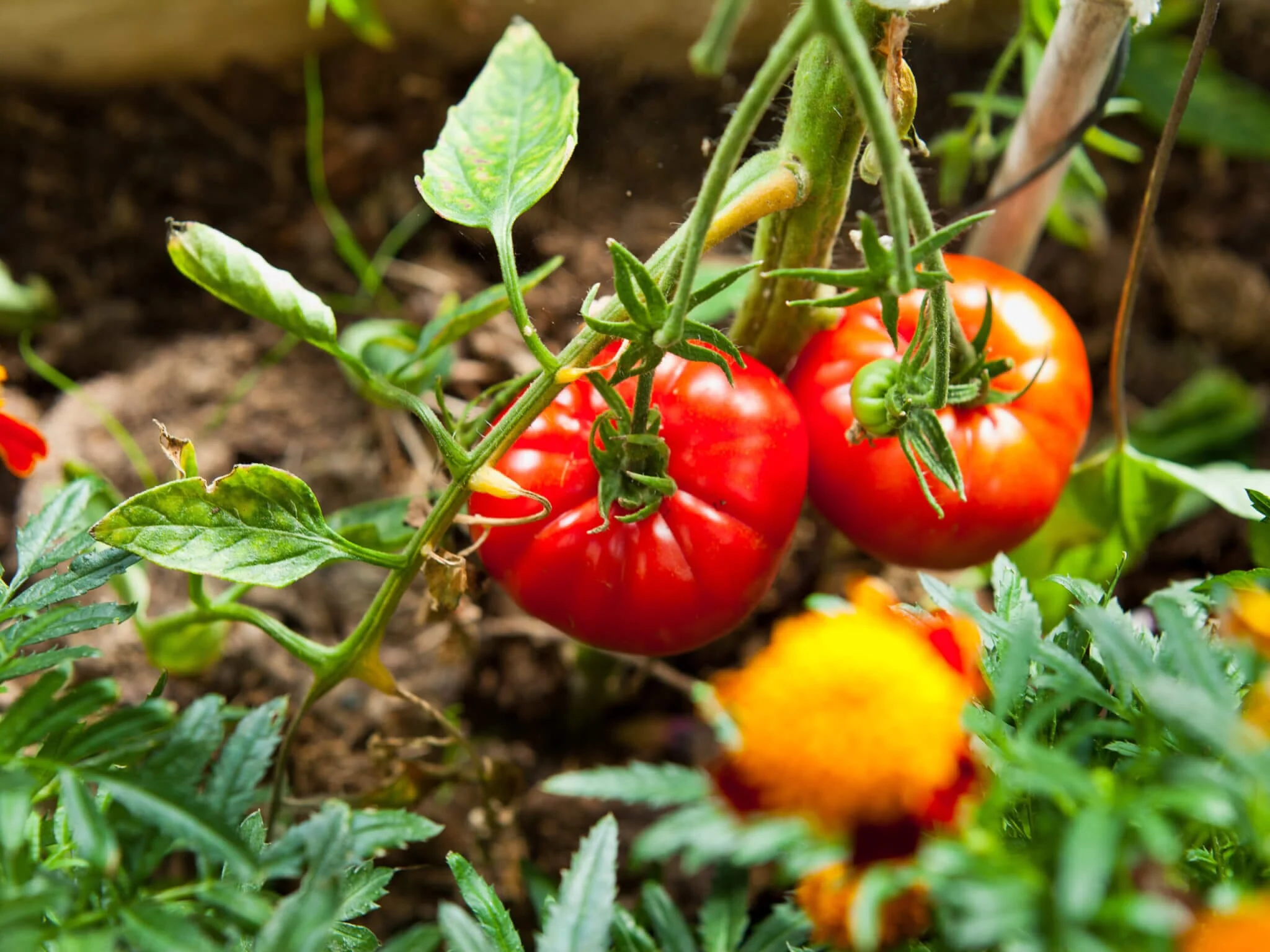 Big Beef Plus Hybrid Tomato F1