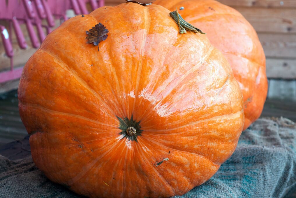Big Max Pumpkin