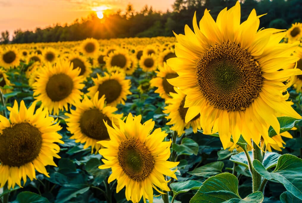 Black Oil Sunflower - Image 2