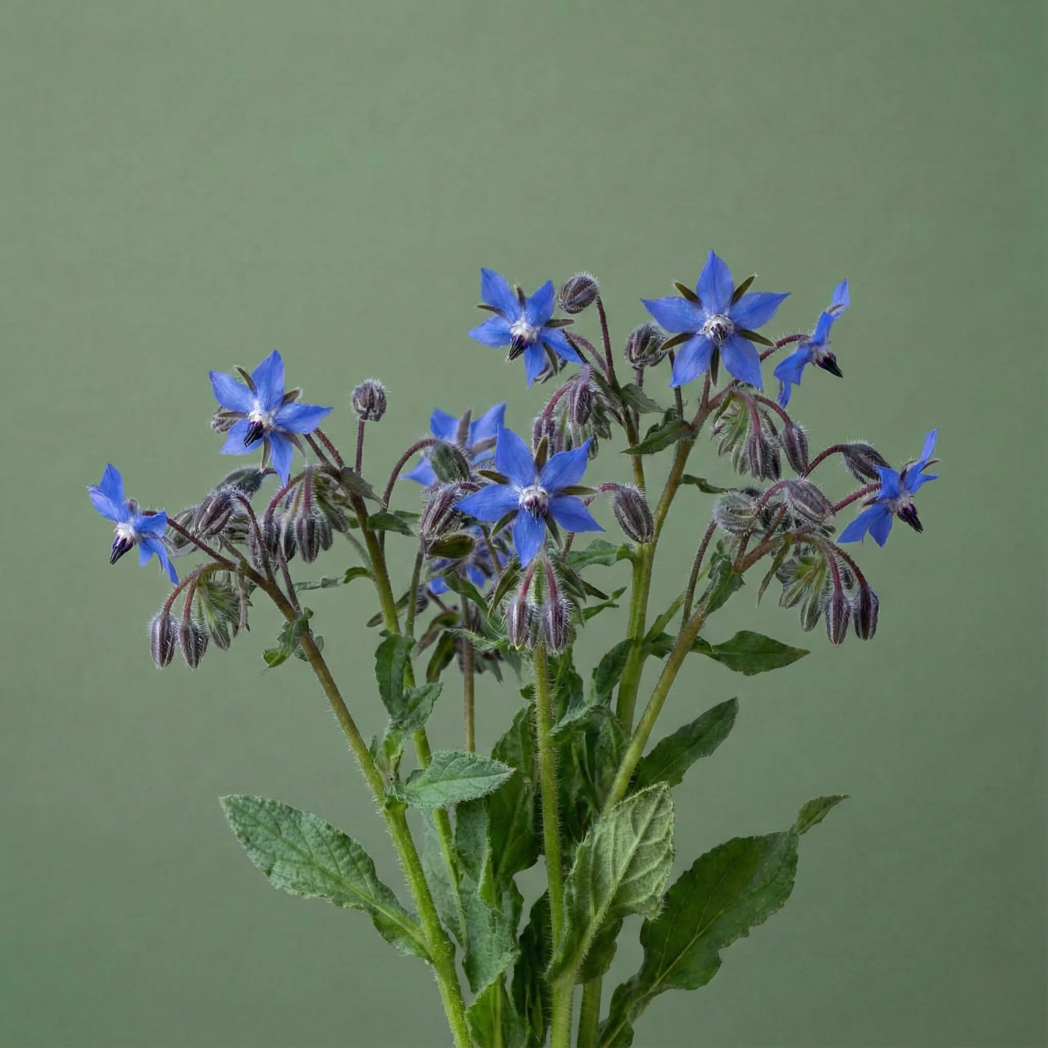 Borage