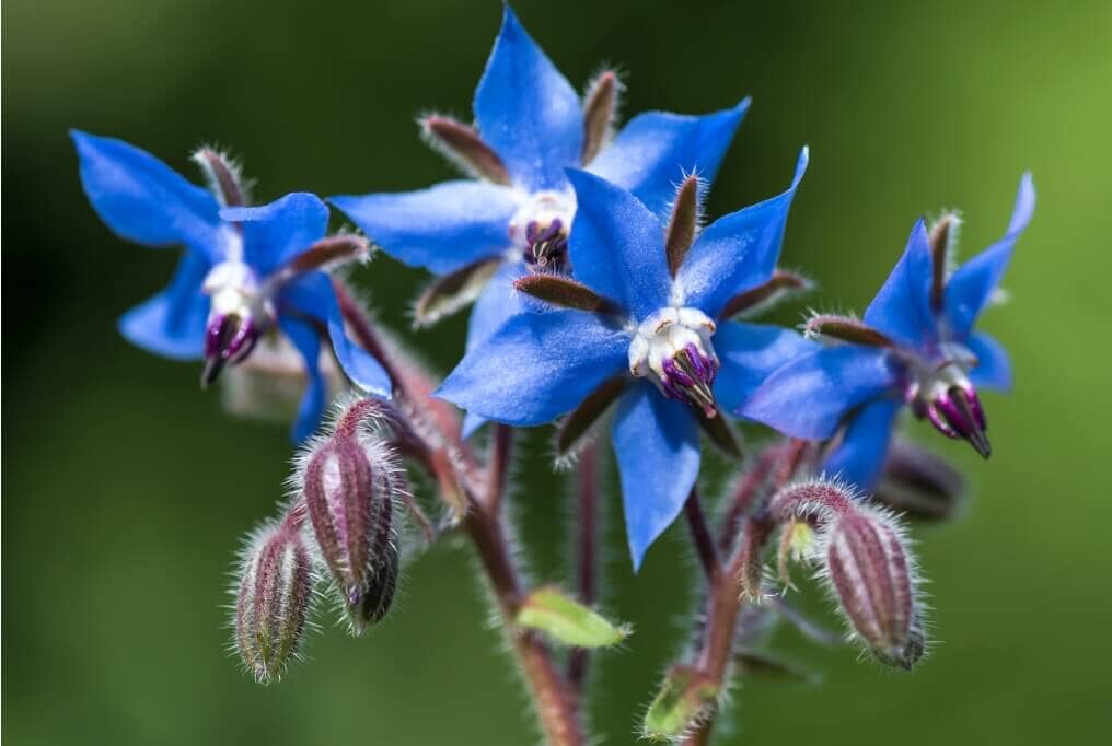 Borage - Image 2
