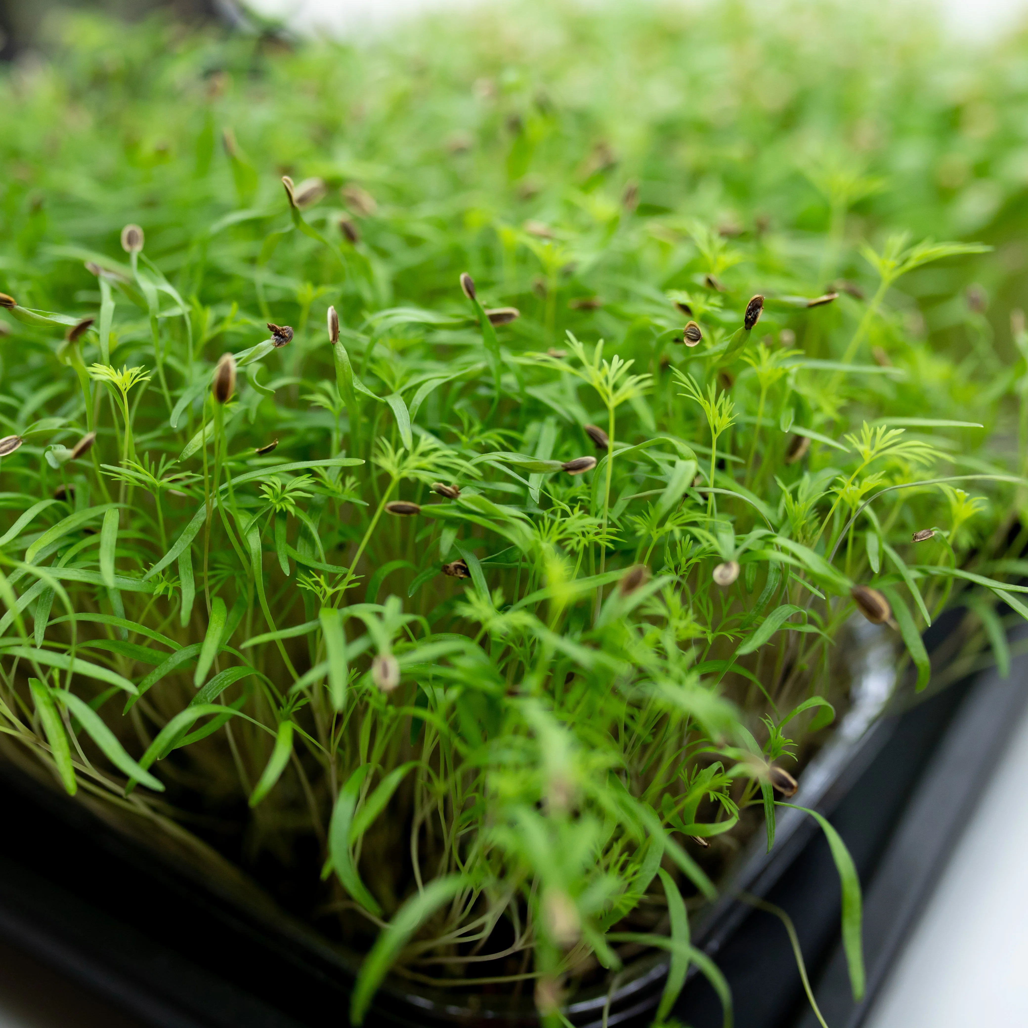 Bouquet Dill Microgreens