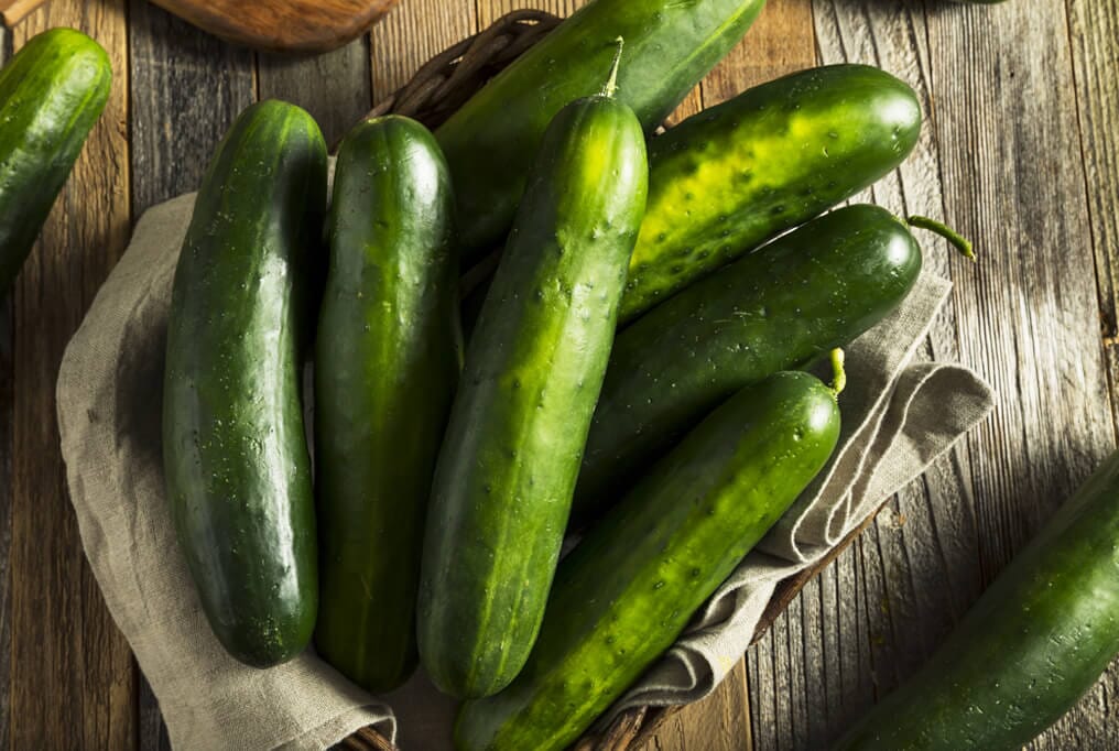 Bristol Hybrid Cucumber F1