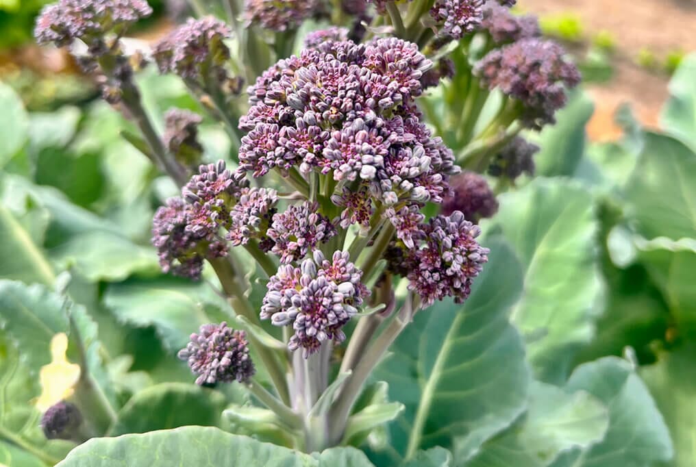 Burgundy Hybrid Broccoli F1 - Image 3
