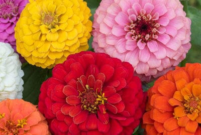 California Giants Zinnia Mix - Image 2