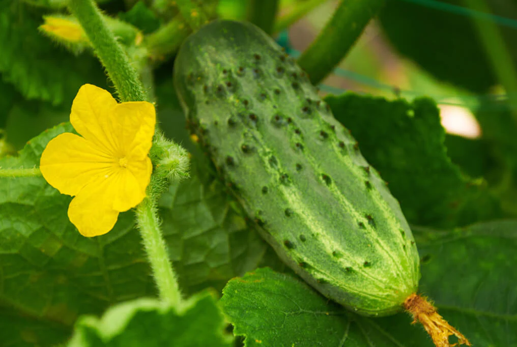 Calypso Hybrid Cucumber F1