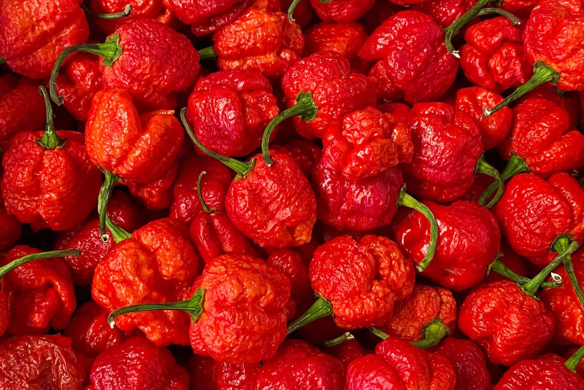 Carolina Reaper Pepper
