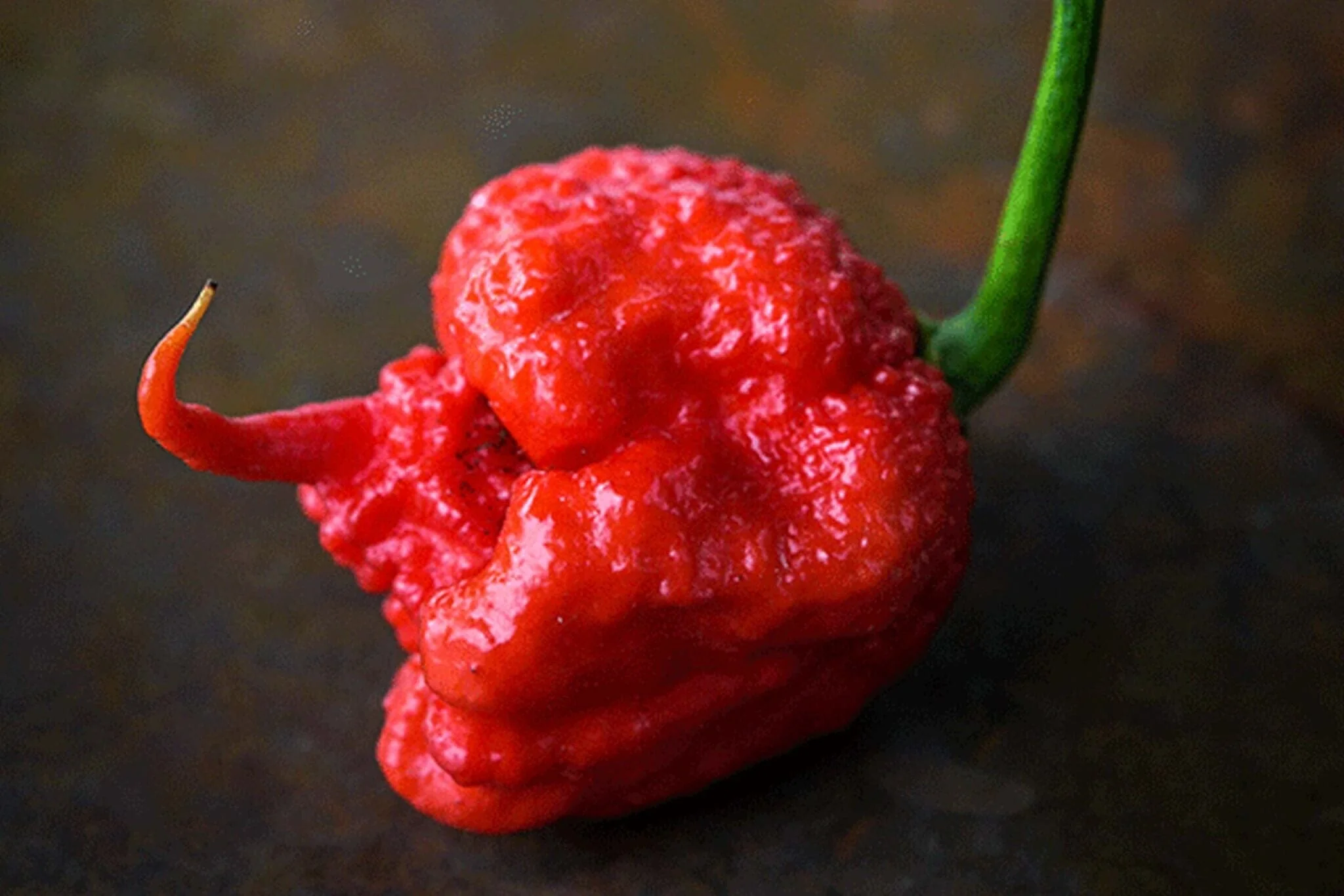 Carolina Reaper Pepper - Image 2