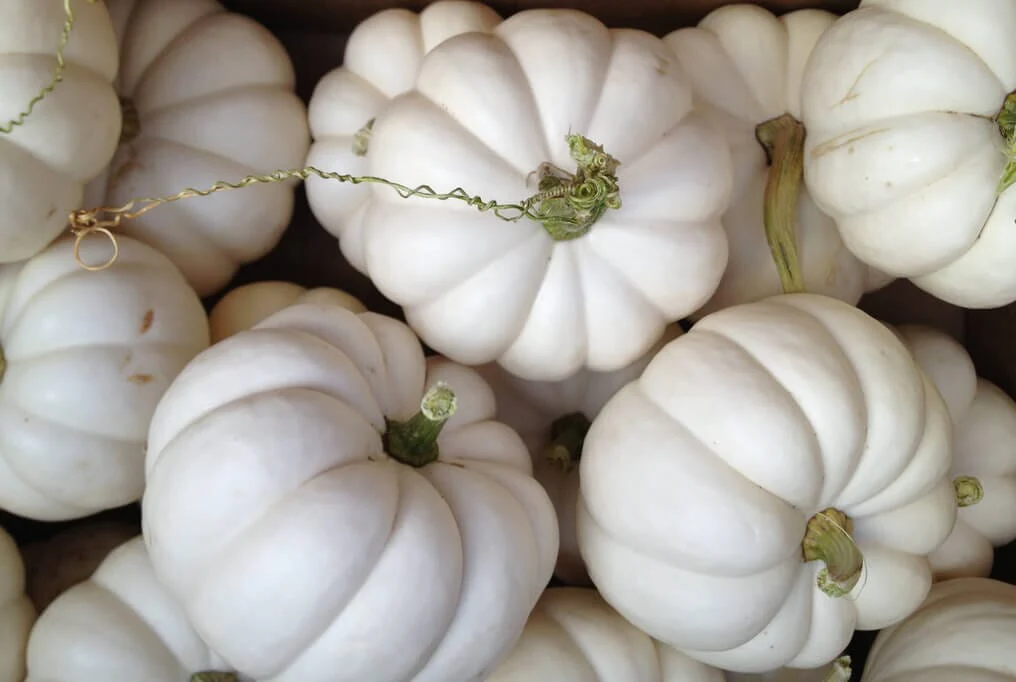 Casperita Hybrid Pumpkin F1