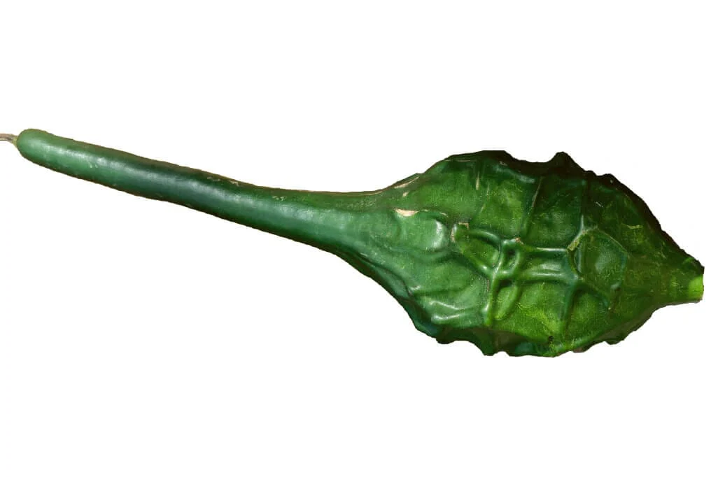 Caveman's Club Gourd