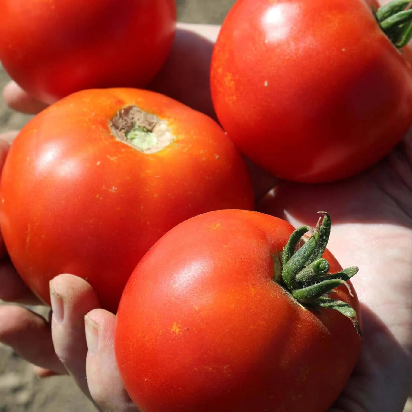 Celebrity Plus Hybrid Tomato F1 - Image 2