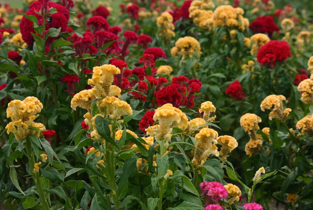 Celosia Chief Mix