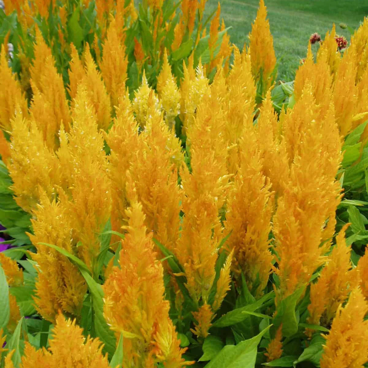 Century Yellow Celosia - Image 3