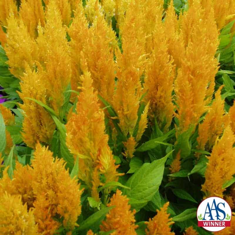 Century Yellow Celosia - Image 4