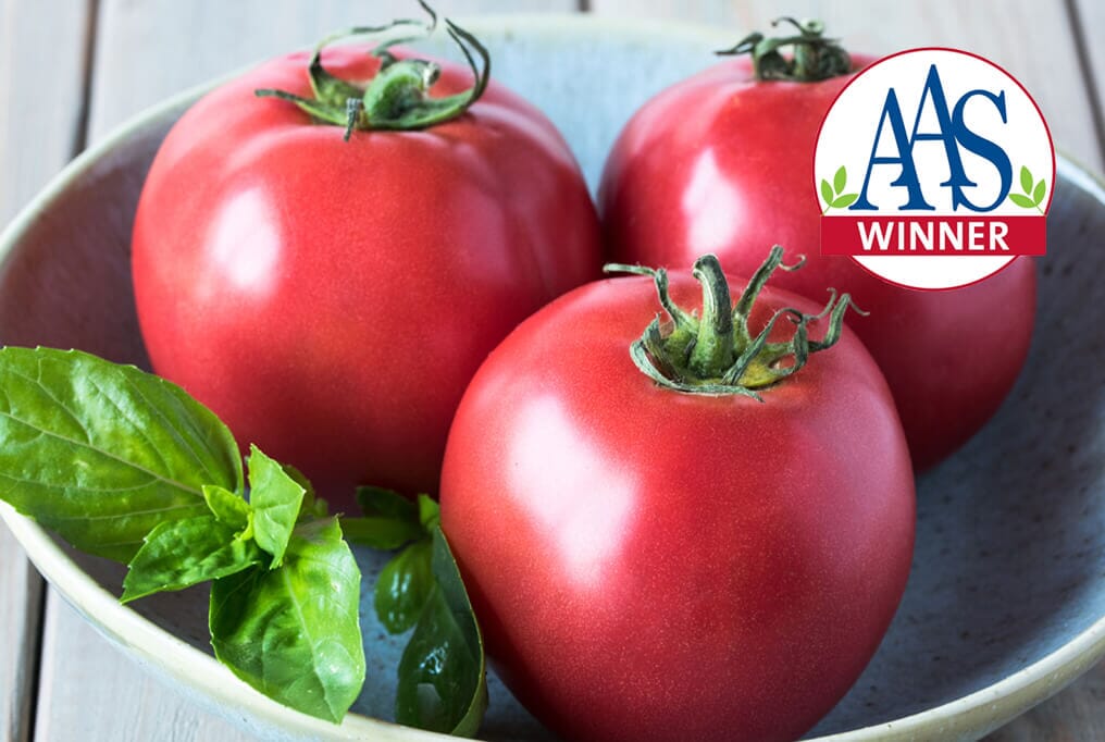 Chef's Choice Pink Hybrid Tomato F1