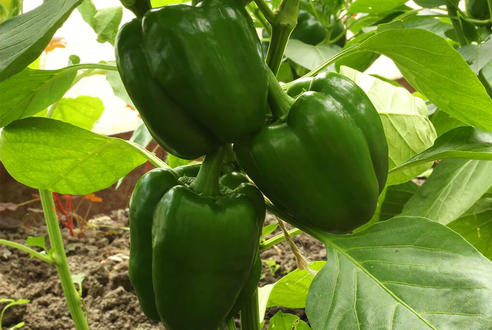 Cherokee Hybrid Bell Pepper F1