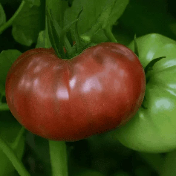 Tomato Plug Bundle - Image 4