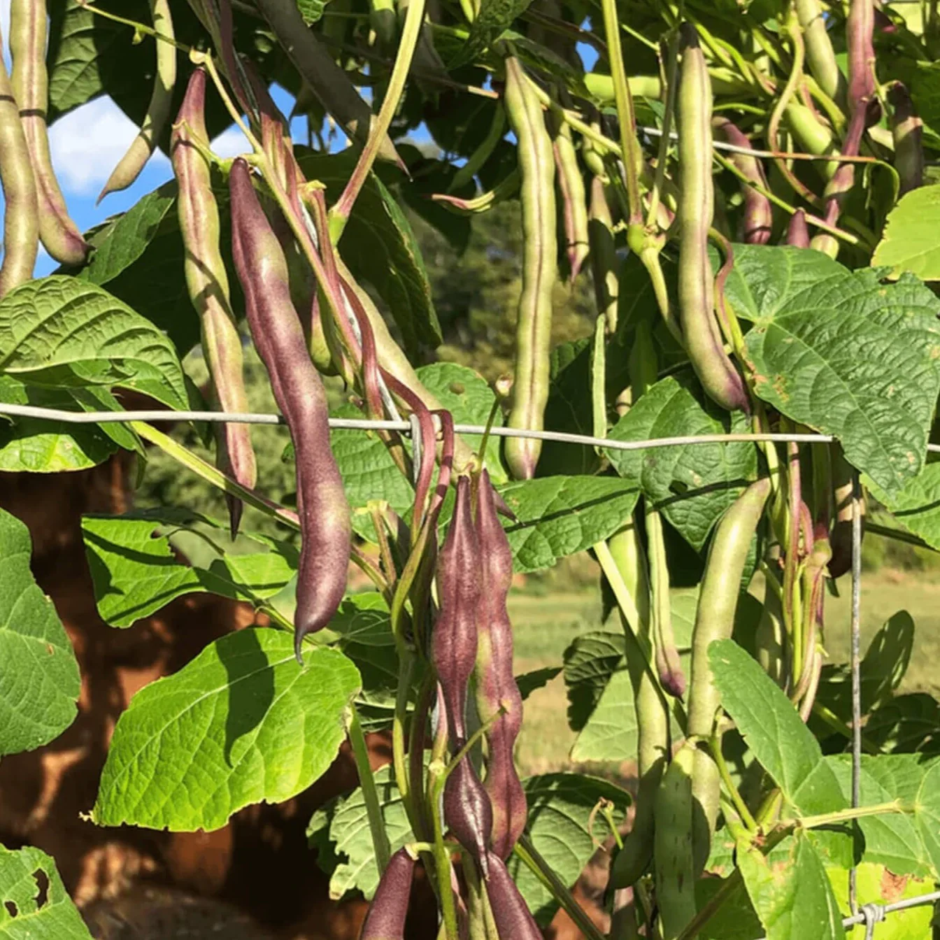 Cherokee Trail of Tears Bean