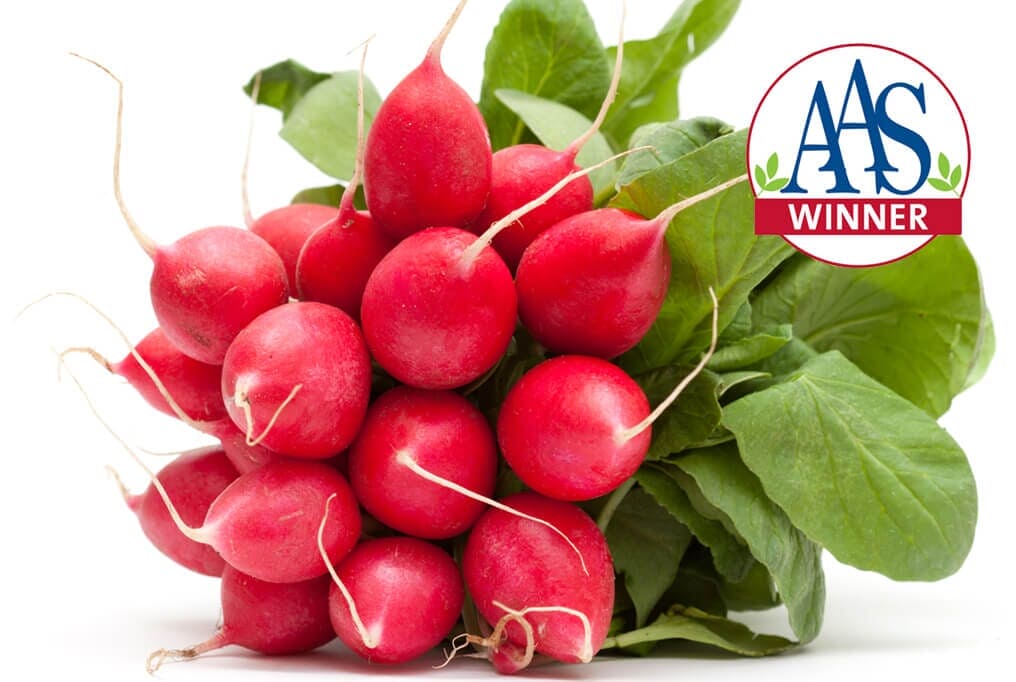 Cherry Belle Radish