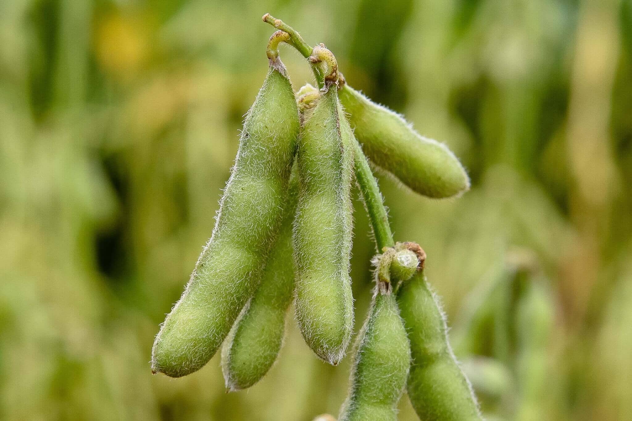 Chiba Green Organic Edamame