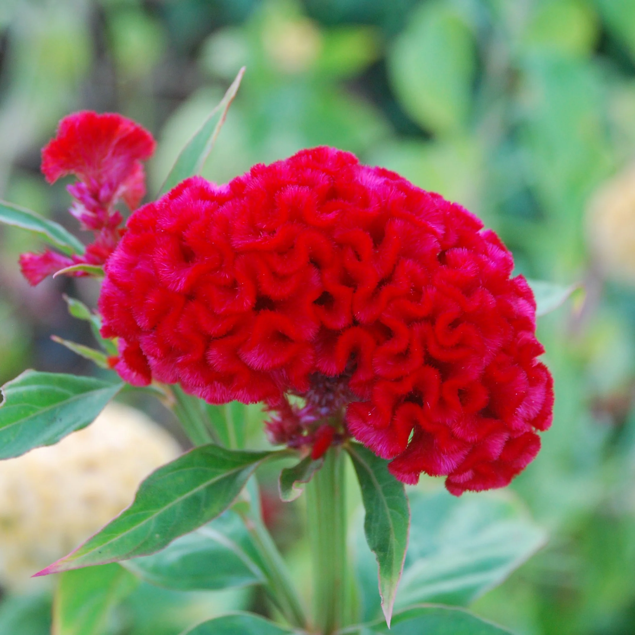 Chief Carmine Celosia - Image 2