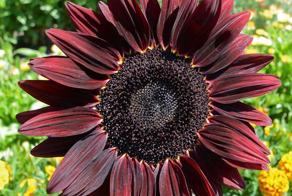 Chocolate Cherry Sunflower - Image 2