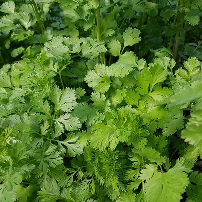 Santo Cilantro