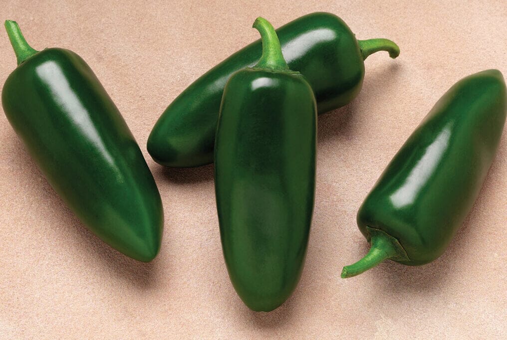Cinder JalapeƱo Hybrid Pepper F1