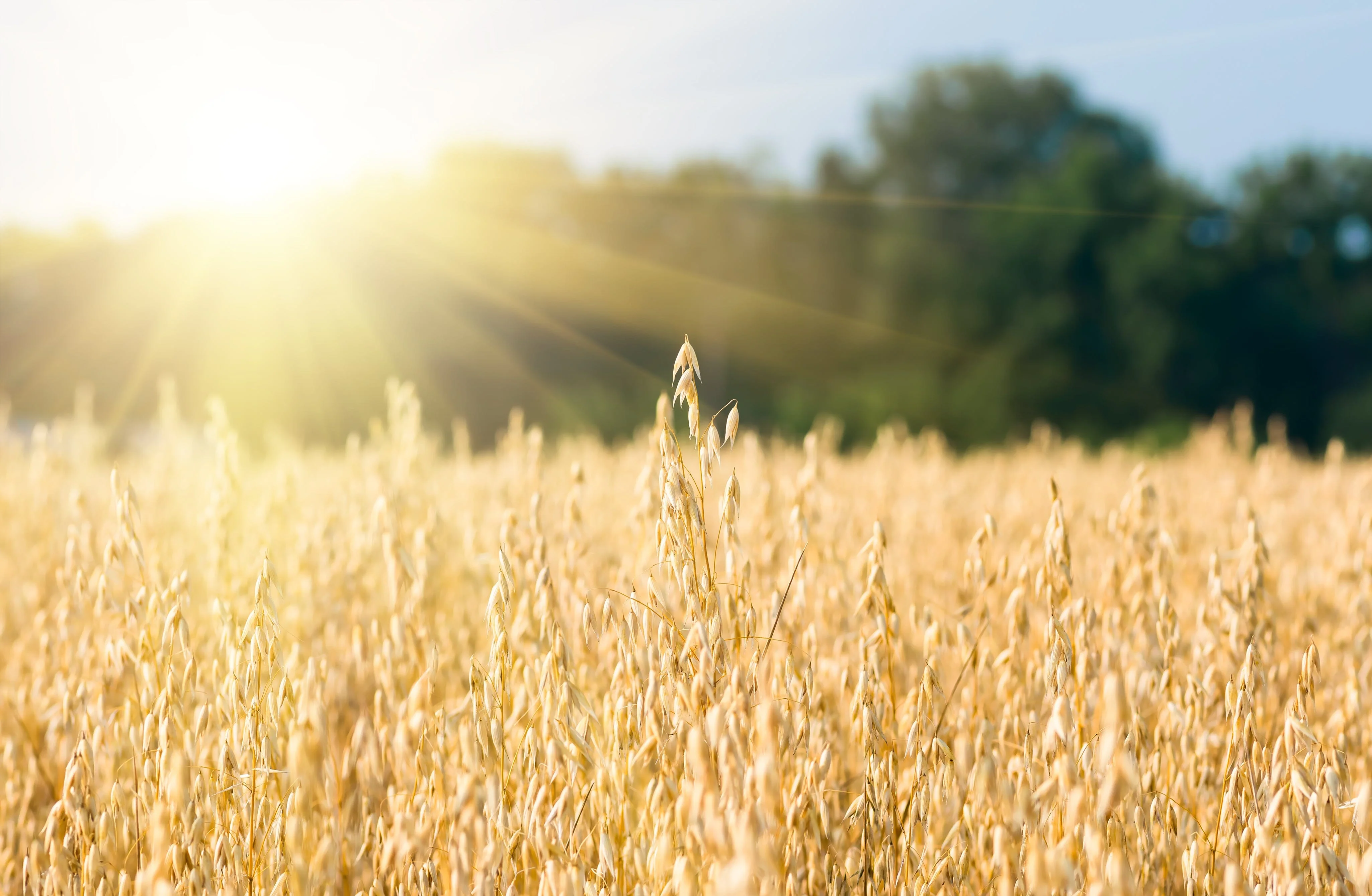 Coker Oats