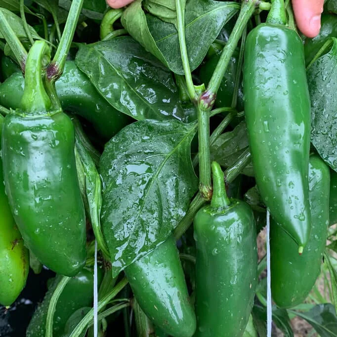 Colossus Hybrid Jalapeño Pepper F1
